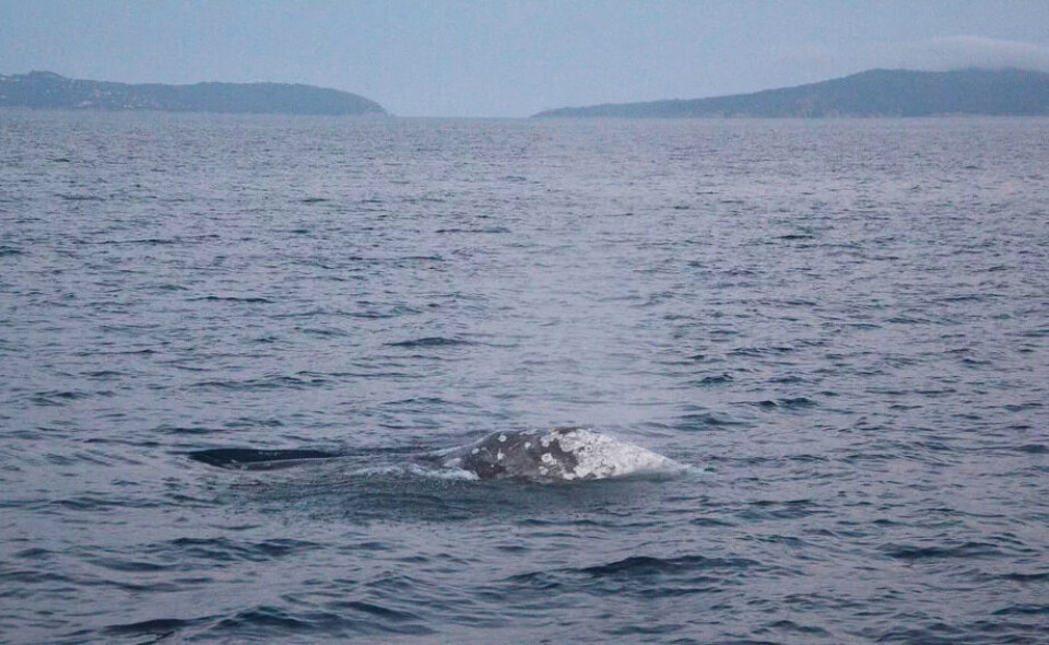 Grey whale spotted in French Mediterranean. Help scientists look for at-risk whale off France's south coast