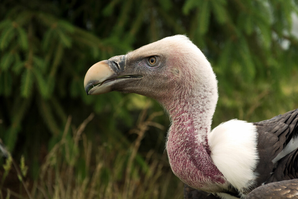 A close-up of the head of a griffon vulture in a nature reserve park.