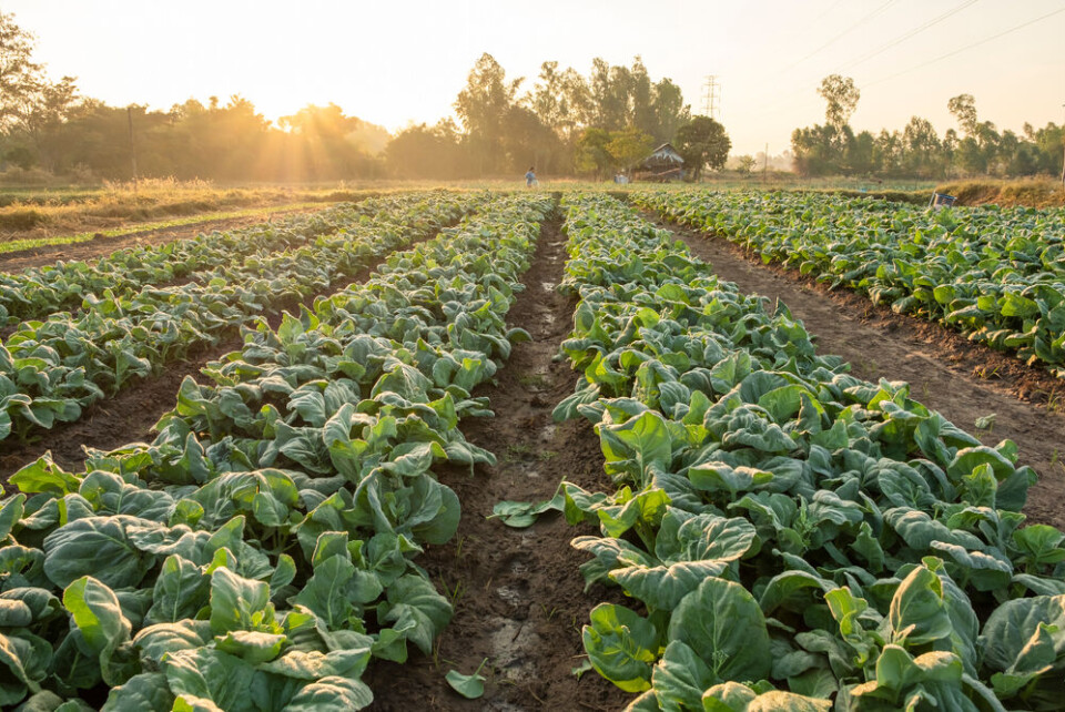 ANEK SANGKAMANEE / Shutterstock Organic vegetables growing on a farm. Organic crops in France found to contain herbicide carried in wind