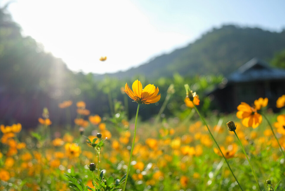 CKimmortal / Shutterstock Yellow flowers in a sunny field. Grass pollen allergy warning as warm weather returns to France