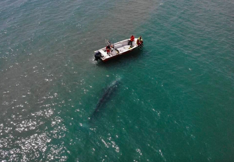 Sapeurs-Pompiers de l'Hérault - SDIS 34 / Facebook Firefighters helped move the whale away from the coast. Hopes that at-risk whale in French seas will reach marine park today