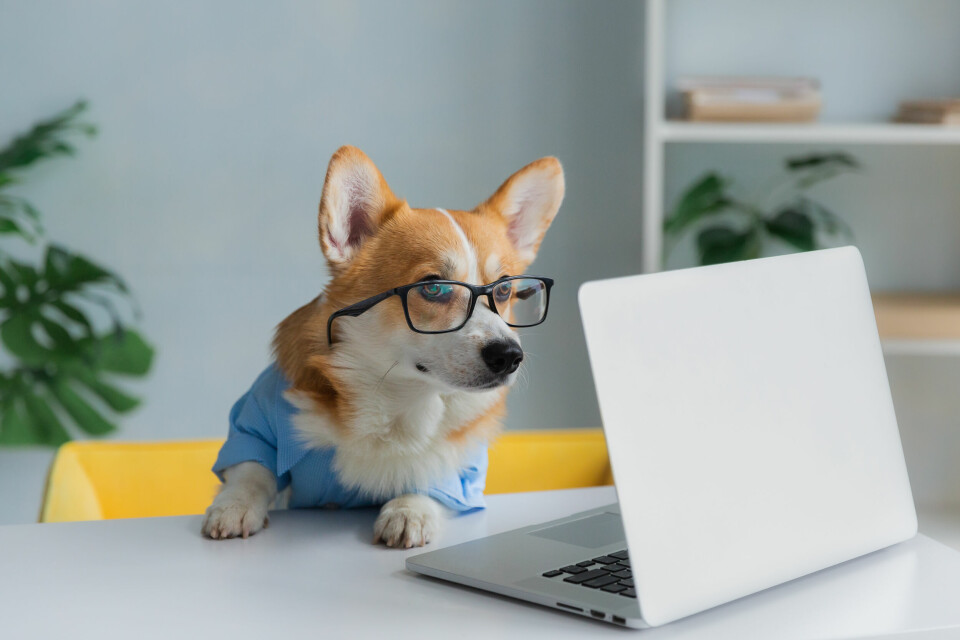 Corgi dog wearing a shirt and glasses looking at a laptop