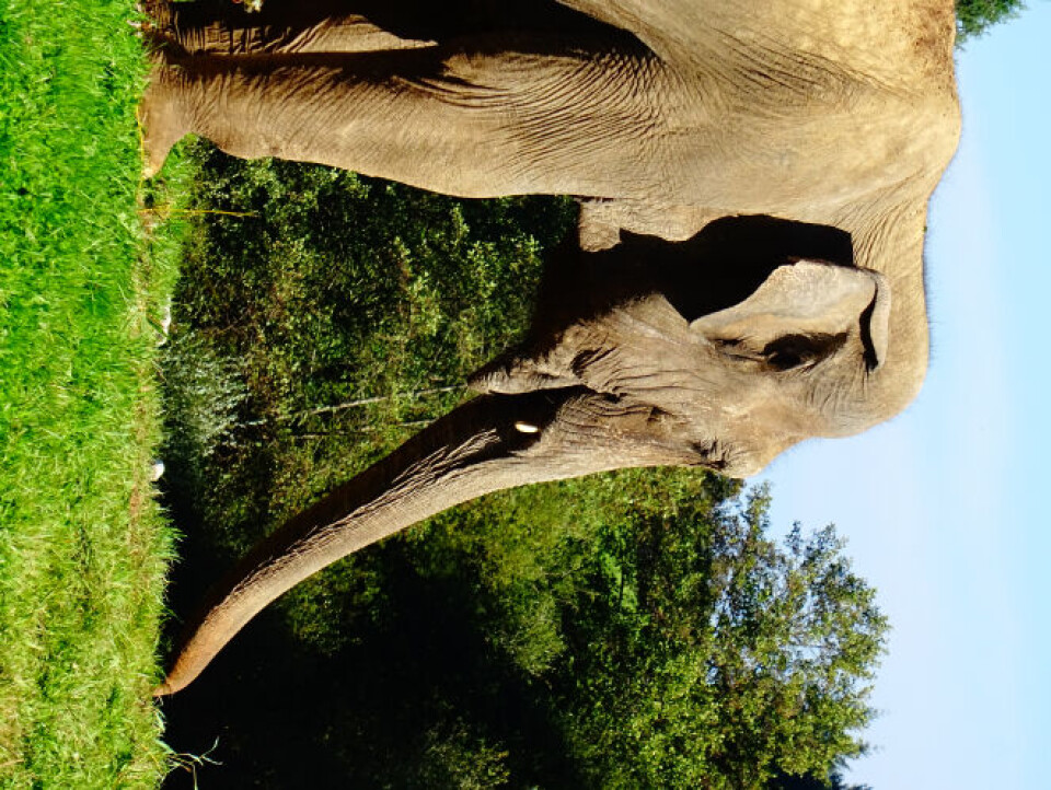 Elephant Haven