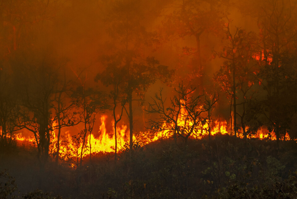 An image of a forest fire