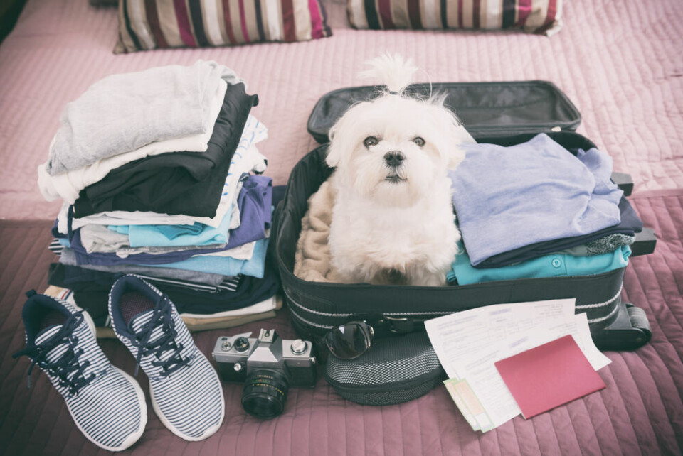 A dog preparing to travel