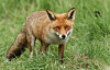 A wild Red Fox (Vulpes vulpes) hunting for food to eat in the long grass