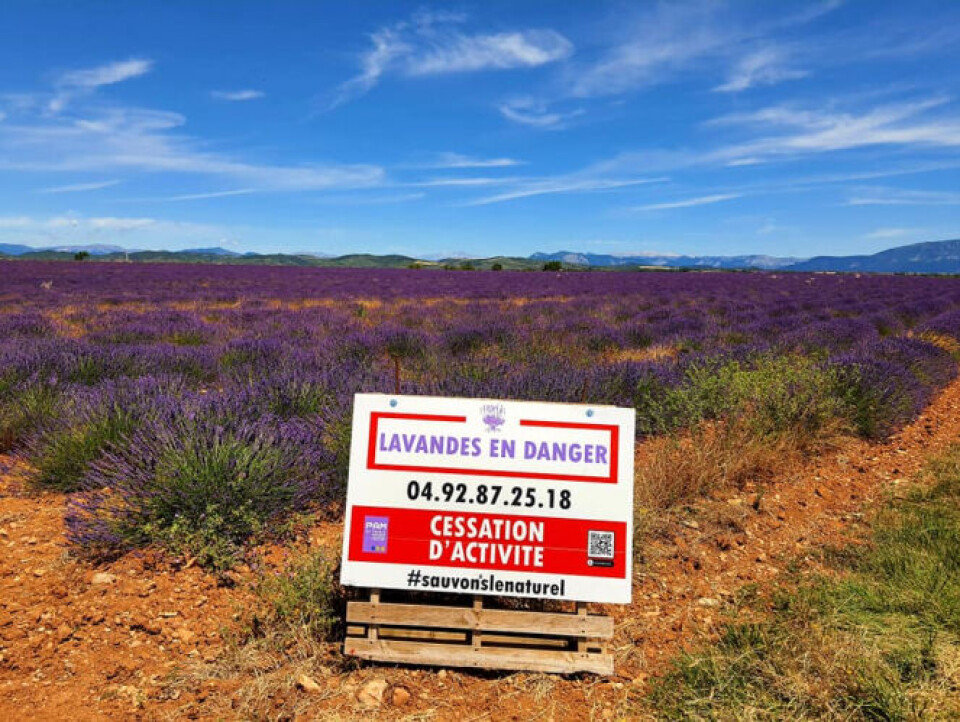 Lavender fields