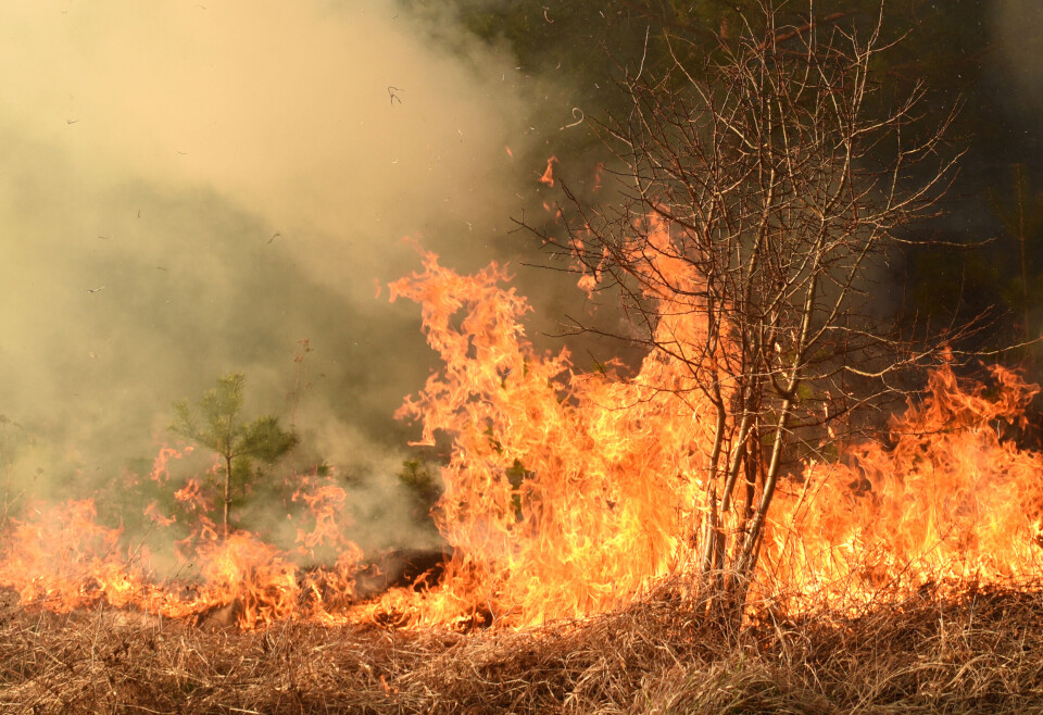 Forest fire burns on dry ground.