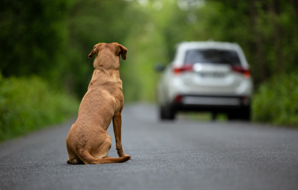 A car drives away from a dog on a road. Celebrities in France call for end to online ad and shop sales of pets
