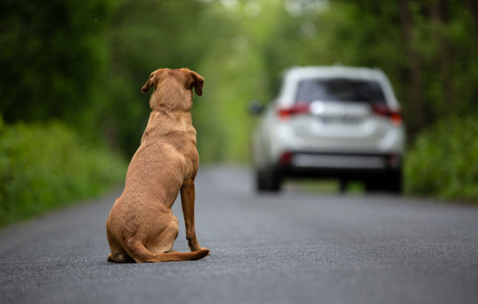 Fotorince / Shutterstock An abandoned dog looking back at a car driving away. France launches €20m action plan against animal abandonment