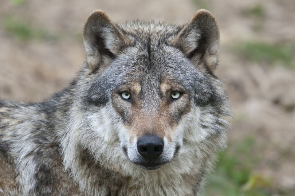 Grey European wolf. Bloody wolf corpse left hanging in front of Mairie in southeast France