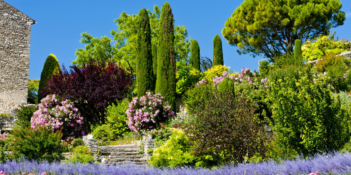 The trees in your french garden have a worth - here is how to value them online