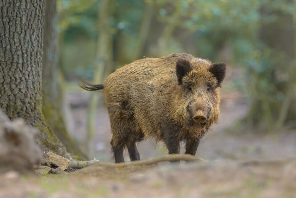 A wild boar