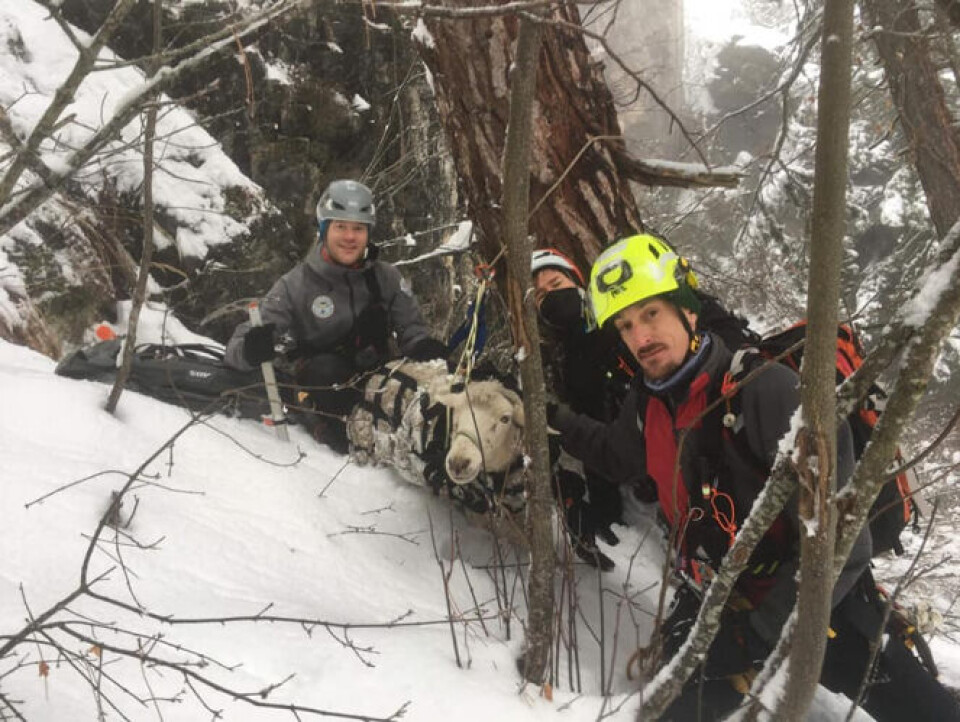 Equipe de Secours Animalier en Montagne