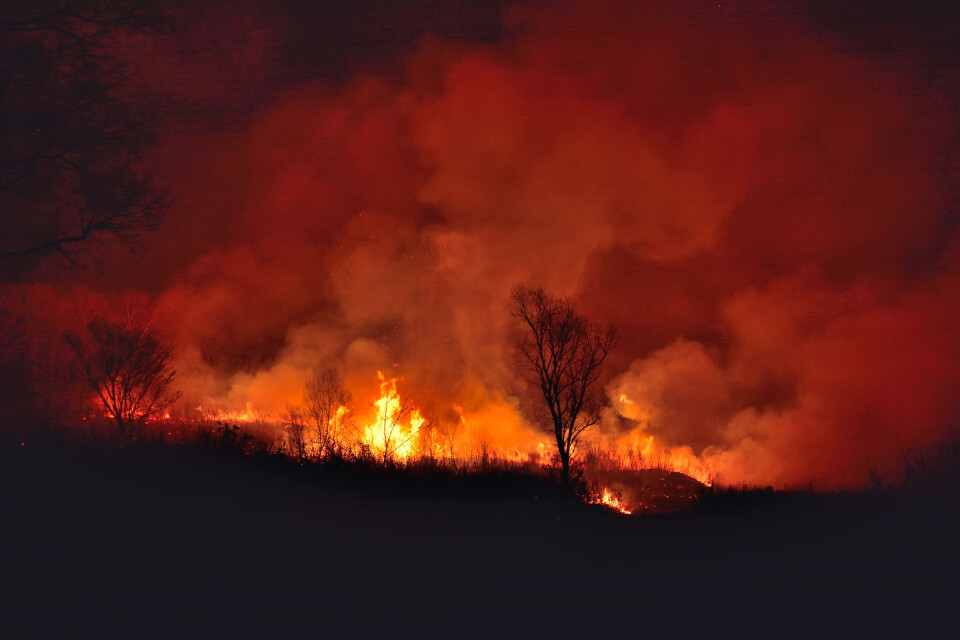 An image of a forest fire