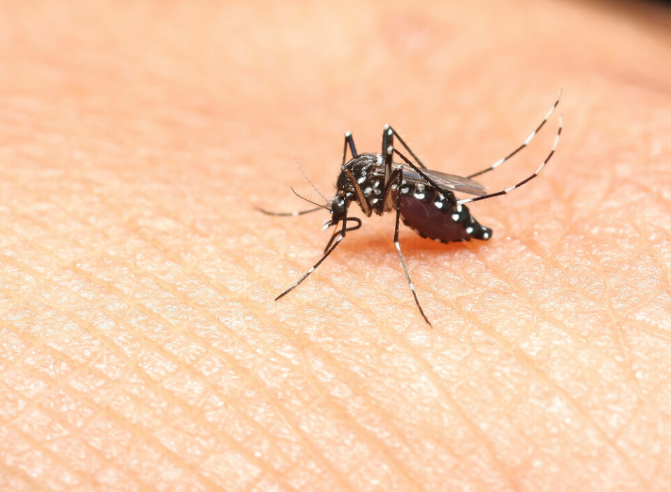A tiger mosquito on skin. France on alert for tiger mosquitoes as temperatures rise