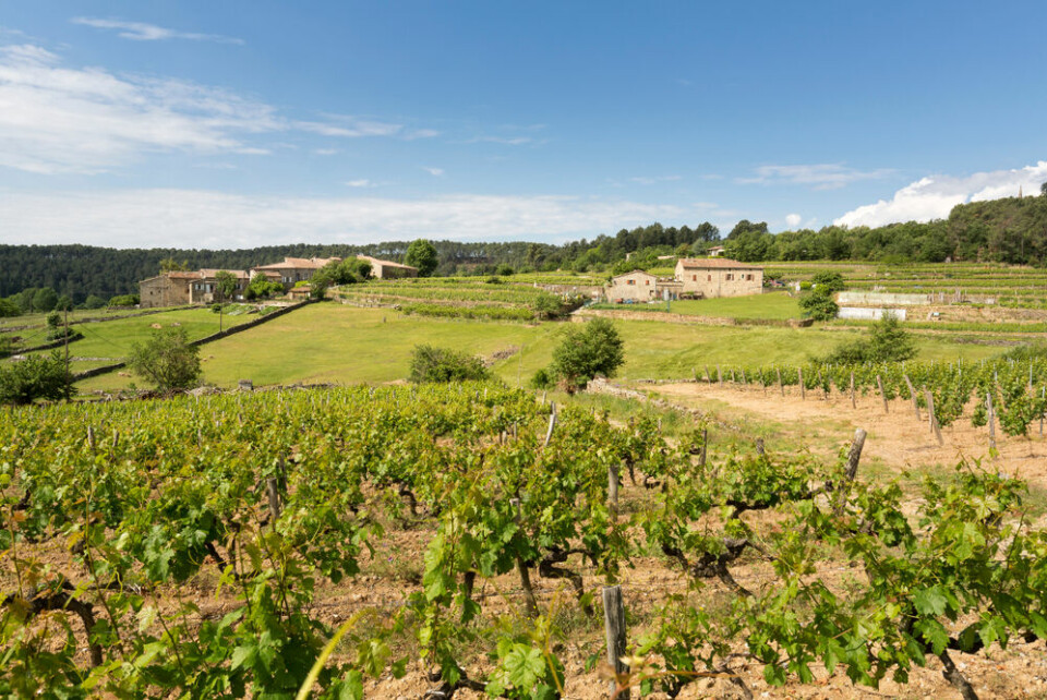 Farmland and vineyard in Ardeche district in France, Europe