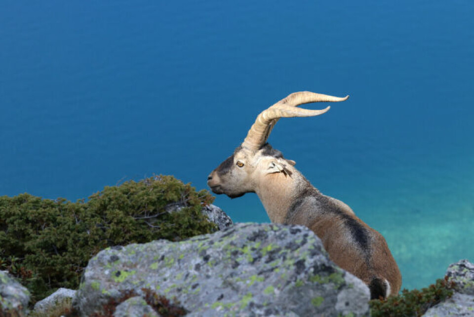 Ibex in the Pyrenees