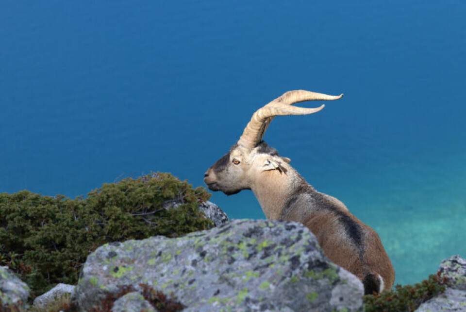 Ibex in the Pyrenees