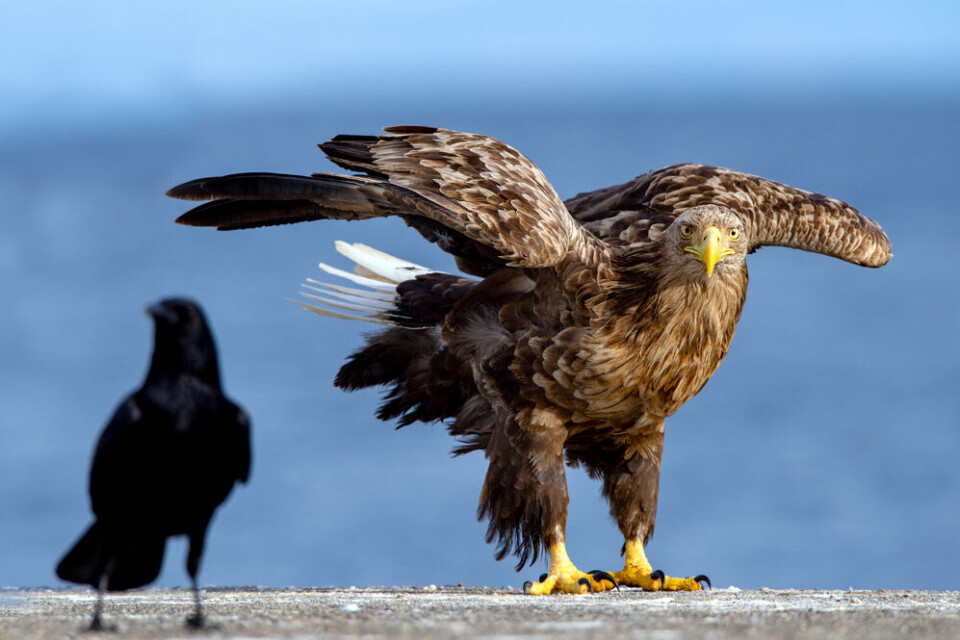 Sergey Uryadnikov / Shutterstock A white-tailed eagle