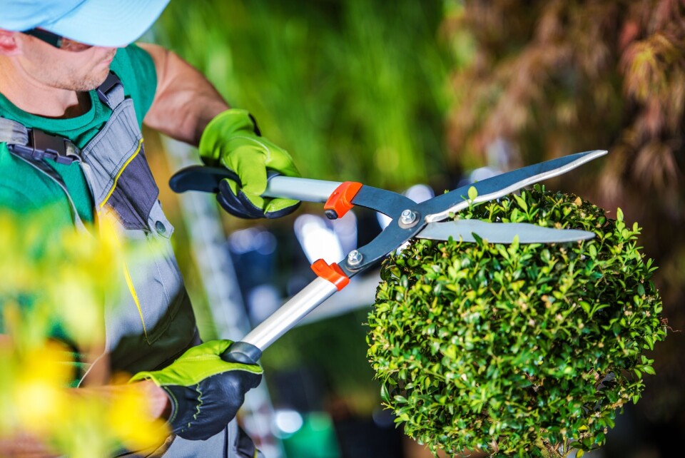 a man trimming a bush