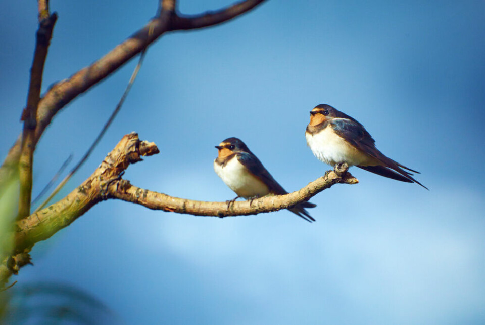 Two swallows sitting on a branch. France's swallow population has fallen by 40% in the last 20 years