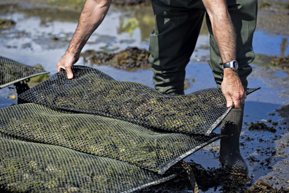 Oysters sorted into bags