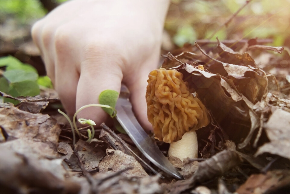 Spring mushroom morel cut with a knife