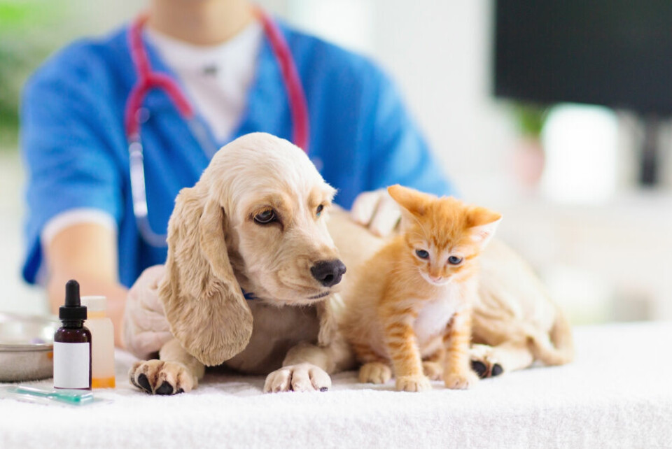 A vet with a puppy and a kitten. Here’s what you need to know about pets and vets In France