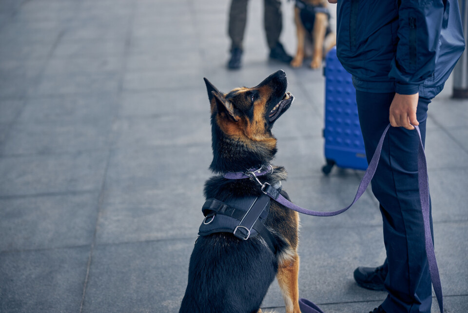 A sniffer German Shepherd dog sits and looks up at its handler