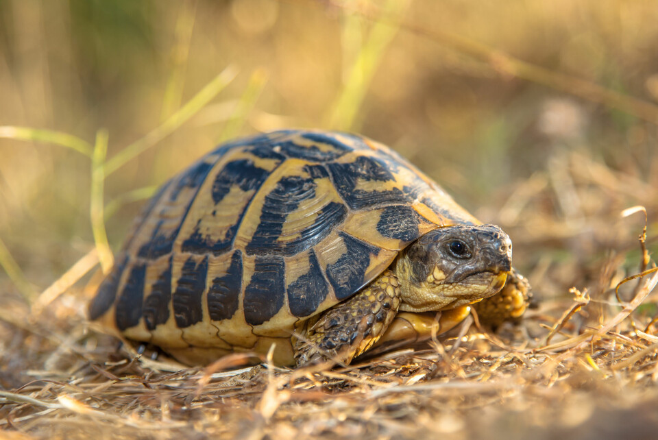 An image of a Hermann's tortoise