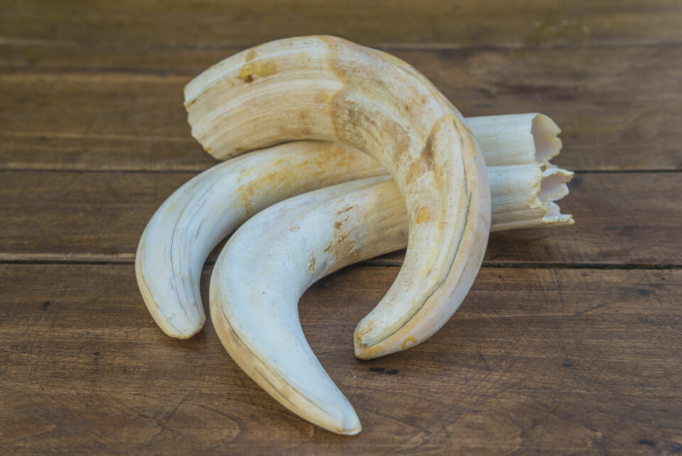 Three ivory horns on wooden table