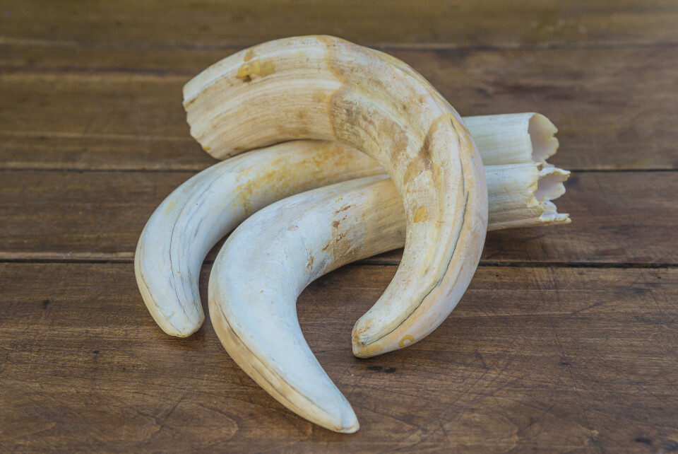 Stsvirkun / Shutterstock Three ivory horns on wooden table