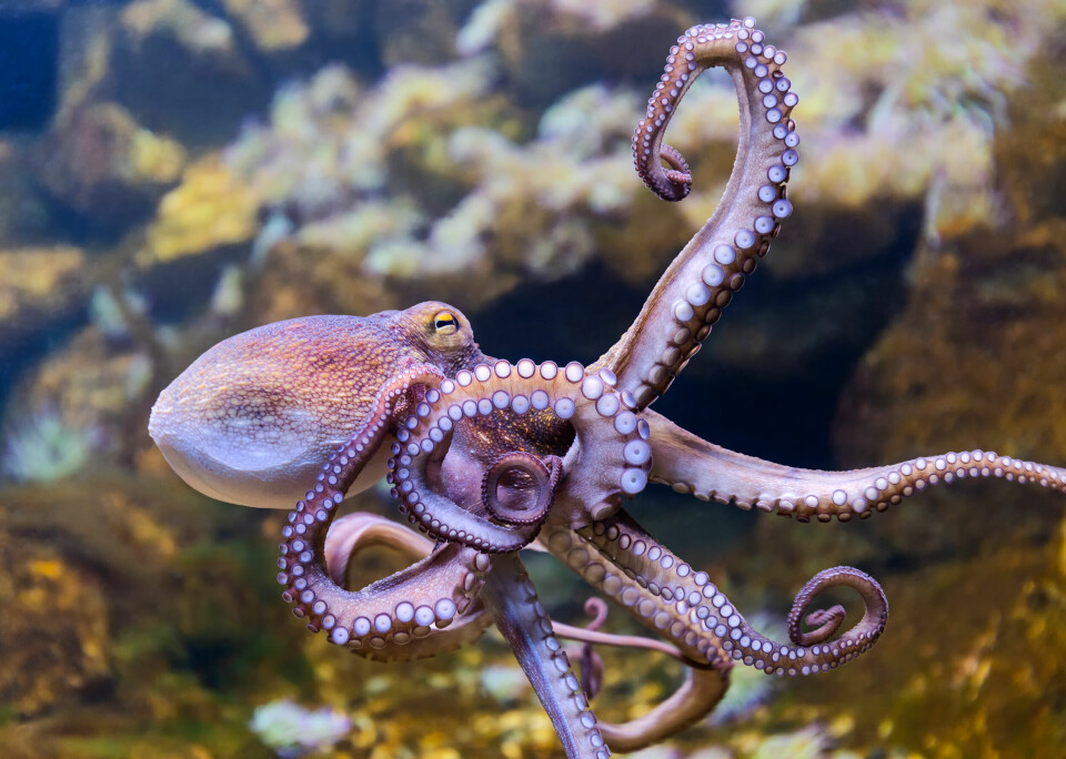 A close shot of an octopus in clear sea water.