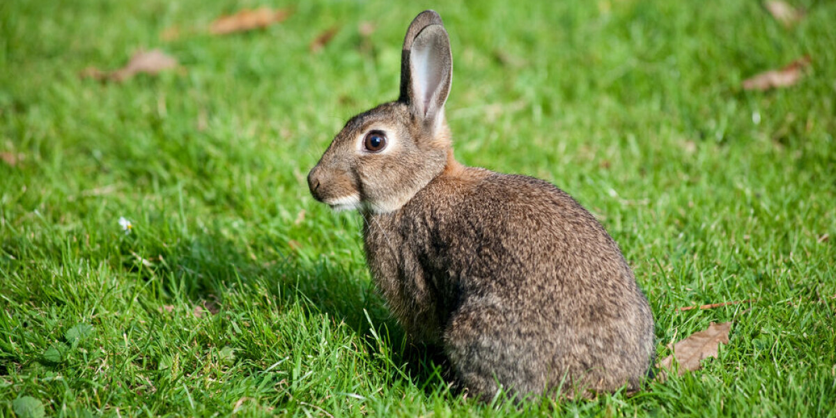 French army ordered to stop killing wild Paris rabbits