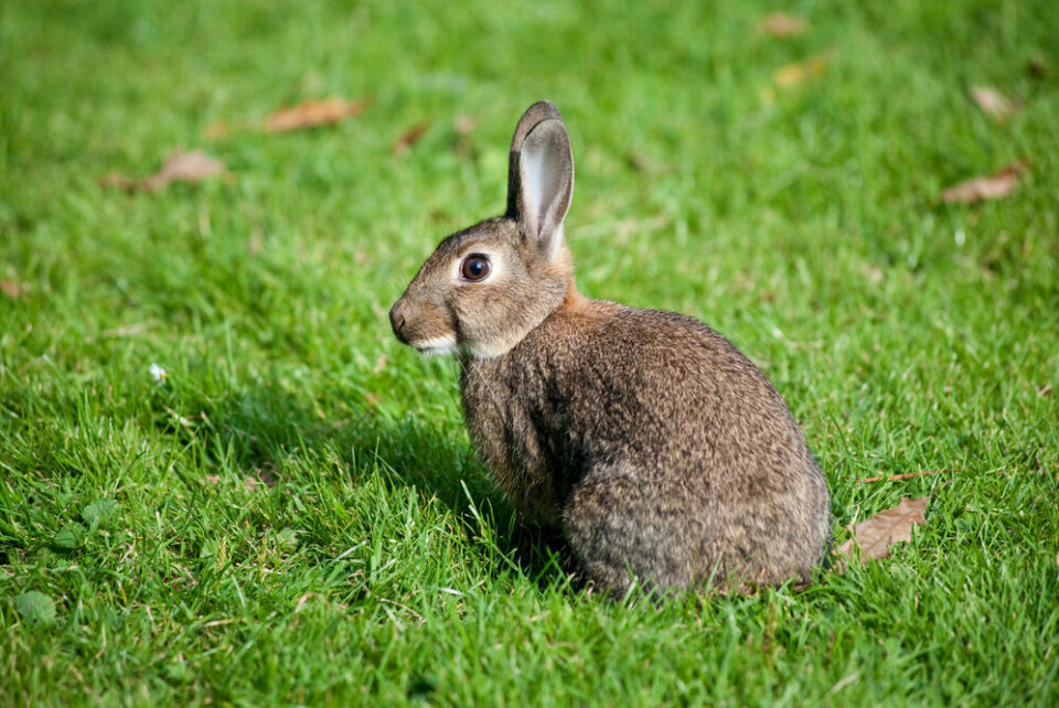 A wild rabbit on grass. French army ordered to stop killing wild Paris rabbits