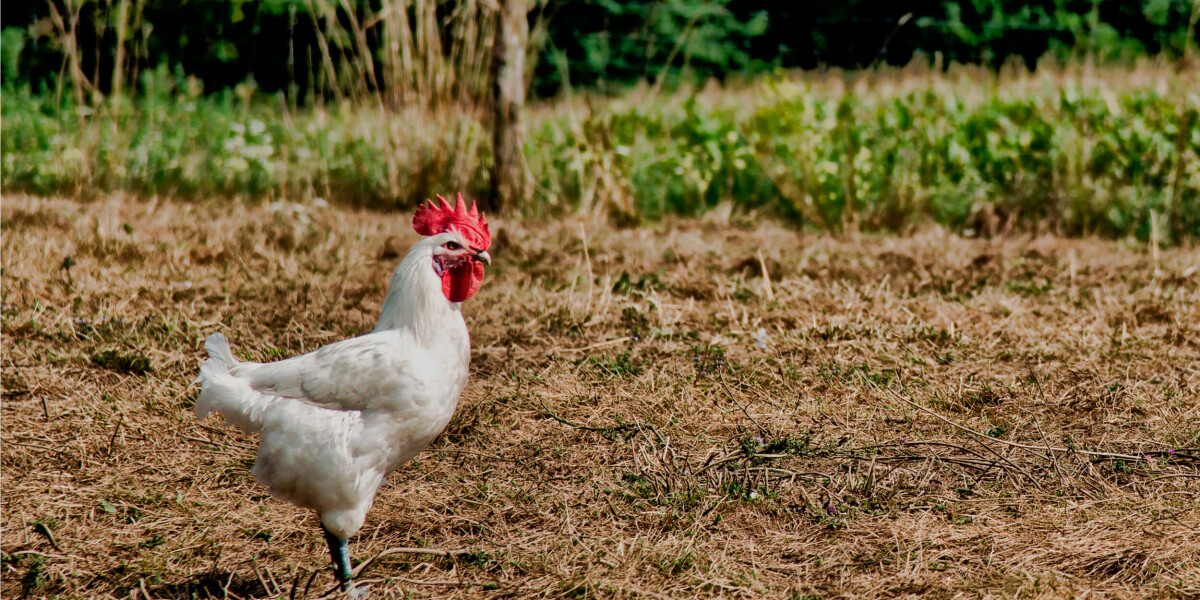 Save hens from french slaughterhouses – and get free eggs in return