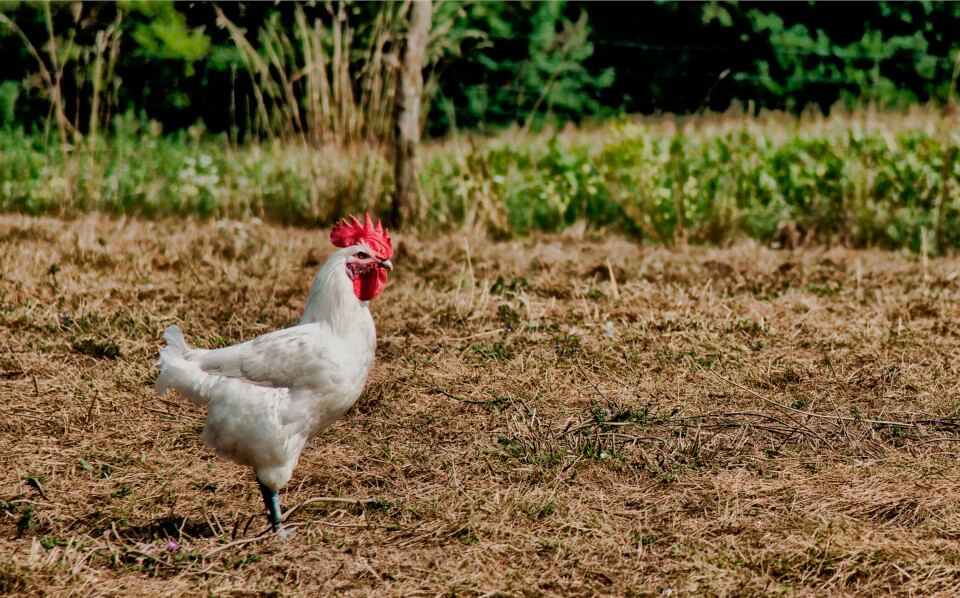 Jorge Alves / Shutterstock