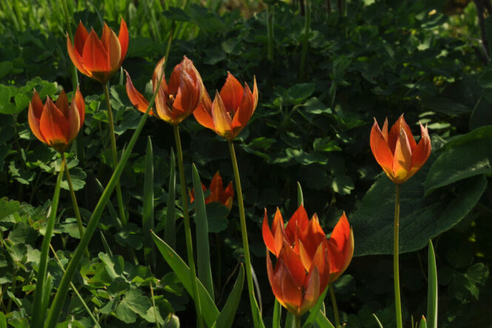 Tulipa whittallii