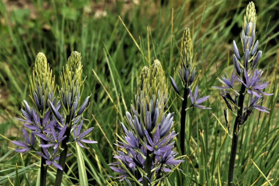 Camassia