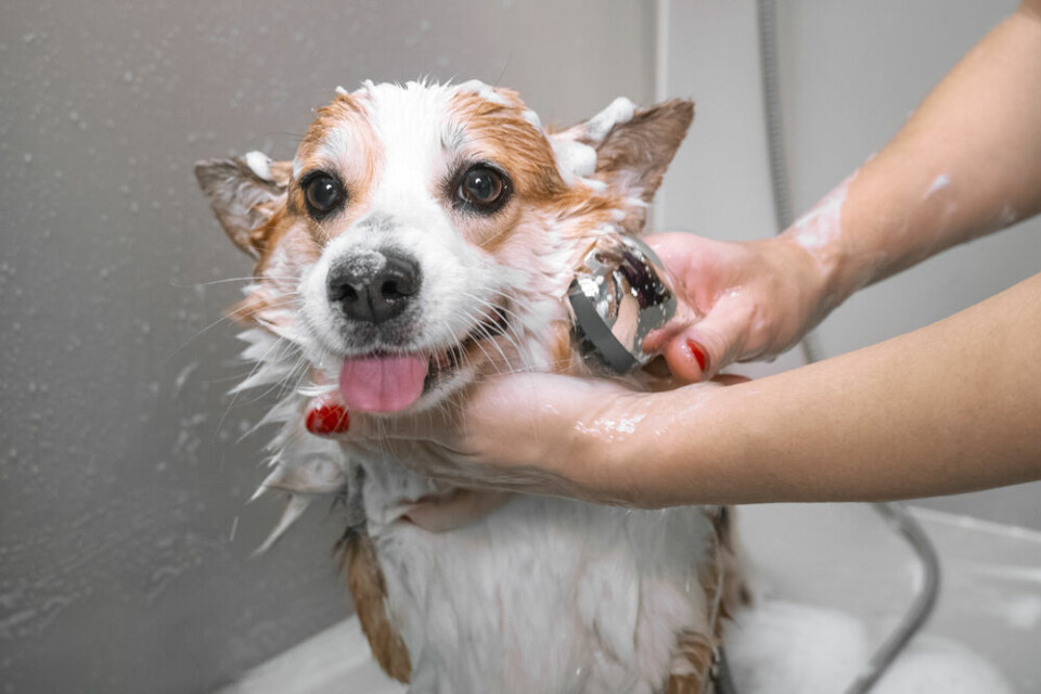 A dog groomer washes a corgi. Rural France: Success for mobile vans offering crucial services