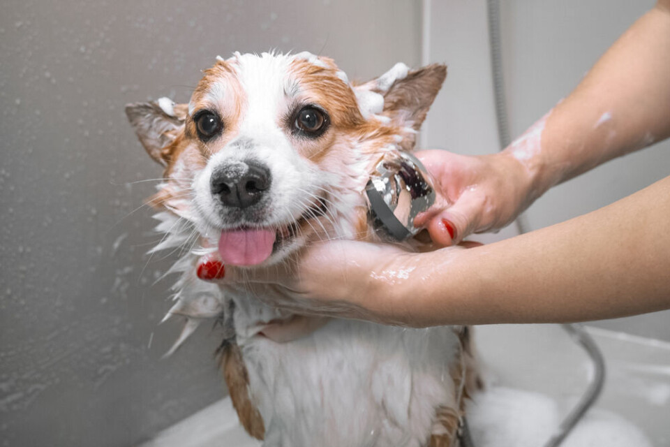 Masarik / Shutterstock A dog groomer washes a corgi. Rural France: Success for mobile vans offering crucial services
