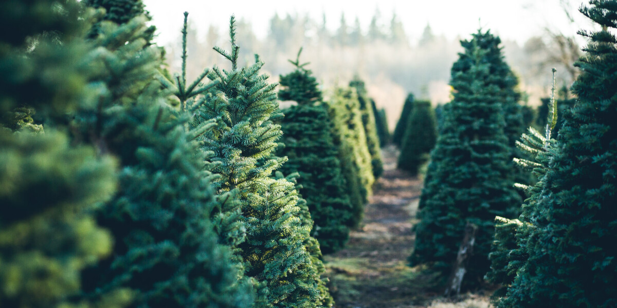 French nursery looks after christmas trees for next year