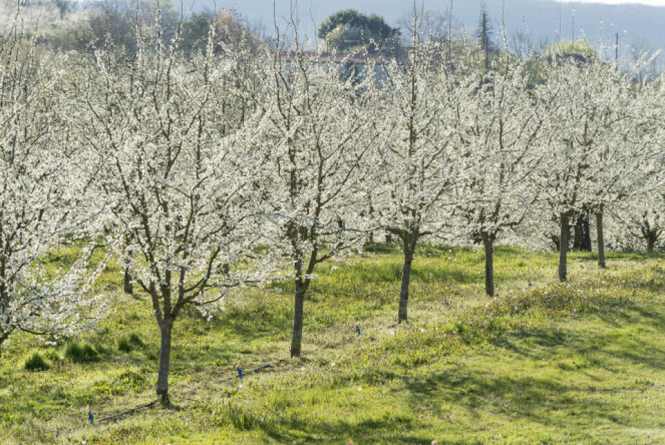 Plum trees in blossom