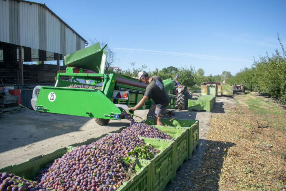 Harvest time for plums