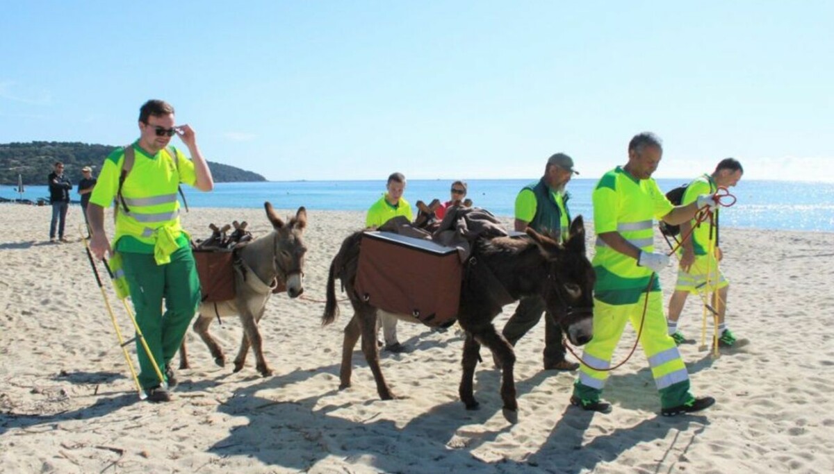 Donkeys trialled as beach-cleaners at Pampelonne beach in Saint-Tropez