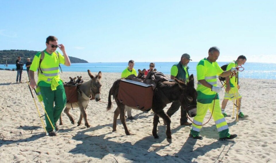 Donkeys walk with paniers to pick up rubbish on the beach with their handlers in high-viz jackets. Donkeys trialled as beach-cleaners at Pampelonne beach in Saint-Tropez