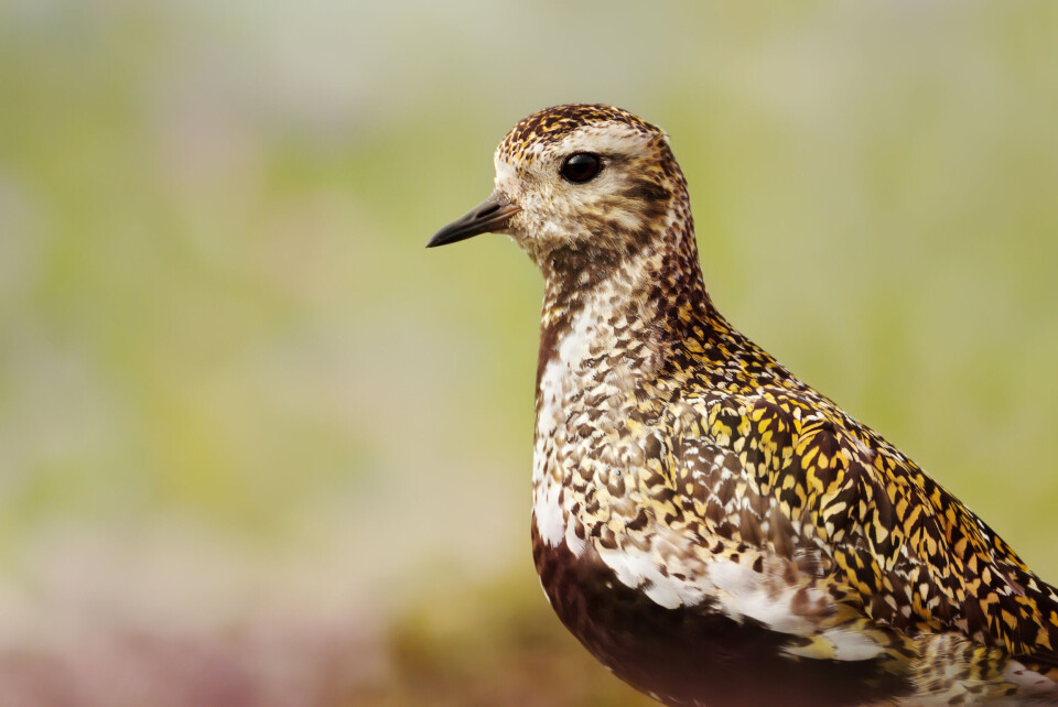 A close up of a European golden plover bird