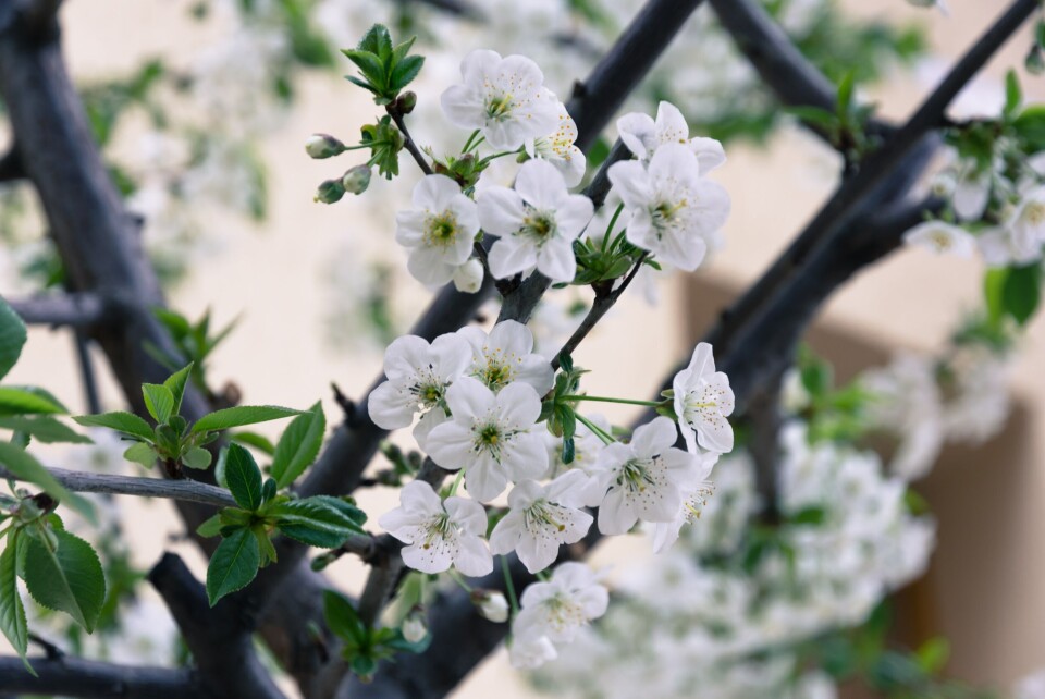 @iamsherise / Sherise VD / Unsplash White blossom on a tree. Cold weather in France: How to protect flowering fruit trees