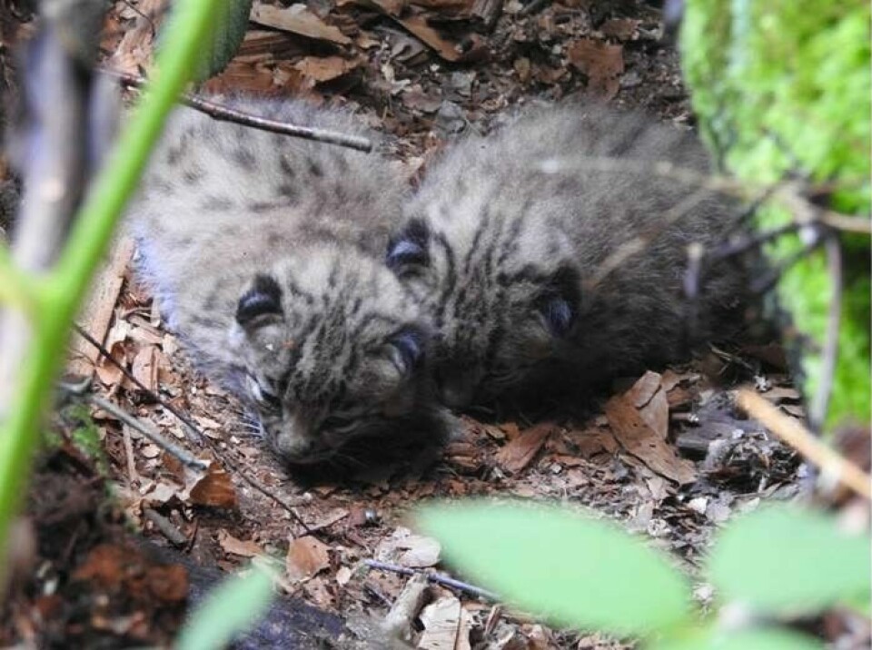 An image of two Eurasian lynx kittens, spotted by the French governmental body, the Office français de la biodiversité in the Northern Vosges Regional Natural Park